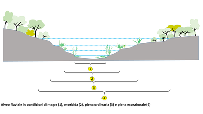 Schema di un alveo fluviale con microzonazione interna alla zona ripariale e tipologia di vegetazione.