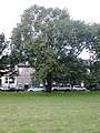 Large-leafed wych cultivar, Leith Links, Edinburgh.