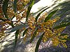 Zig-zag wattle