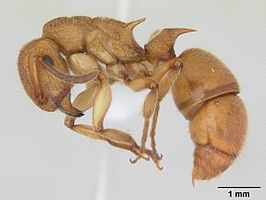 Acanthoponera mucronata