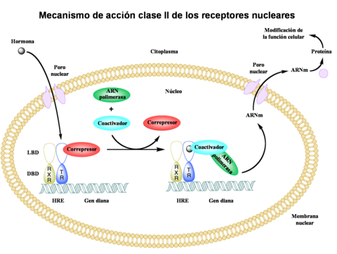 Receptores nucleares para hormonas esteroides y hormonas tiroideas