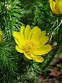 (Adonis vernalis)