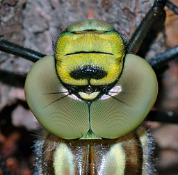Gros plan de la tête d’une libellule (Aeshna cyanea). (définition réelle 1 304 × 1 285*)