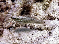 Un gobie à demi-bandes (Amblygobius semicinctus)