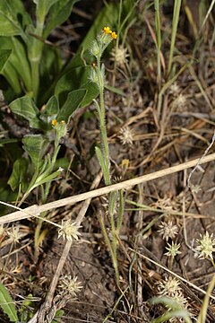 Amsinckia lycopsoides 9654.JPG