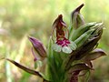 Orchis coriophora Spanyolország - Mallorca