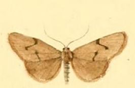 Apaidia mesogona