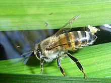 Apis mellifera subsp scutellata, Phakama, a.jpg