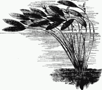 Aponogeton distachyos, ilustracija
