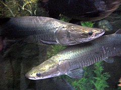 O pirarucu é considerado como o "bacalhau da Amazônia."[18] Espécie de peixe muito saborosa, consumida em larga escala no estado do Amazonas.