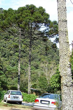 Araucaria angustifolia-Brazil.jpg