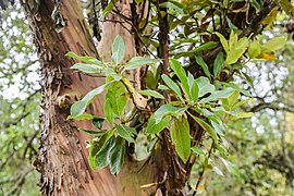 o híbrido Arbutus × andrachnoides.