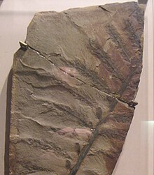 Archaeopteris hibernica 2.JPG