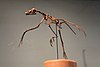 Archaeopteryx rekonstruált csontváza