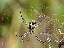 Argiope catenulata, underside