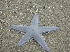 Astropecten scoparius