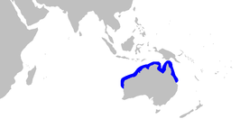 Australische marmerkathaai