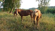 Vignette pour Bachkir (cheval)