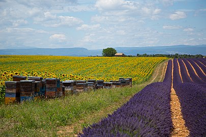 Lavender and honeybees outside Aix-en-Provence, France