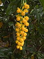 Berberis valdiviana, flowers, from Chile (cultivated at Birmingham Botanical Gardens)