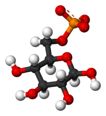Бета-D-глюкоза-6-фосфат-3D-шары.png