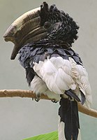 Hornbill mweusi-na-mweupe-casqued