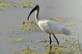 Indische witte ibis