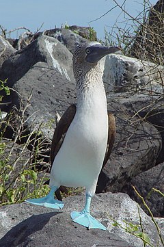 240px-Blue-footed_Booby_(Sula_nebouxii)_-one_leg_raised.jpg