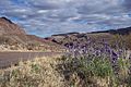 Campo in fiore