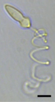 Micrographie d'un nématocyste extrudé de Polykrikos kofoidii.