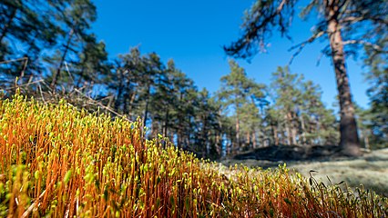 Sporkapslar till någon bladmossa.