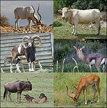 Alcun Bovidae (in senso de lectura): Addax, vacca, muflon (Ovis gmelini), Gazella gazella, gnu blau e impala.