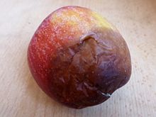 An apple spoiled by a soft Penicillium type fungal rot Braeburn-rotten.jpg