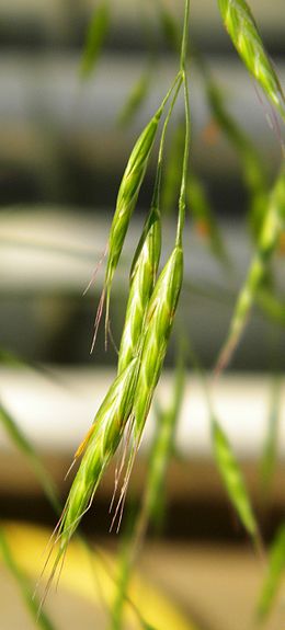 Bromus arvensis