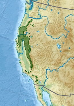 Kaliforninis kedrotis (Calocedrus decurrens)