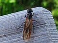 Camponotus female G7.3.jpg