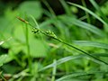 背の高い花序枝の先端付近