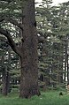 Cedars06(js).jpg