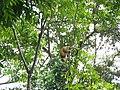 Central American Squirrel Monkey