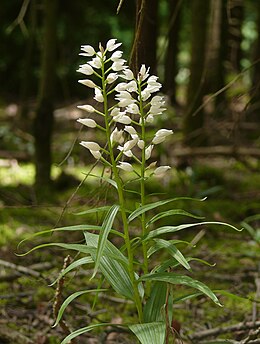 Kardalapis garbenis (Cephalanthera longifolia)