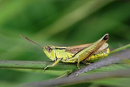 Sumpfgrashüpfer (Chorthippus montanus)