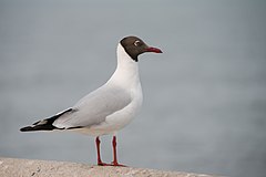 שחף חום-ראש בוגר בלבוש קיץ, בחוף ליד בנגקוק, תאילנד