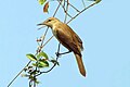 Clamorous reed warbler