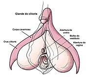 Clitoris anatomy labeled-pt.jpg