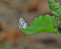 at Jayanti in Buxa Tiger Reserve in Jalpaiguri district of West Bengal, India.