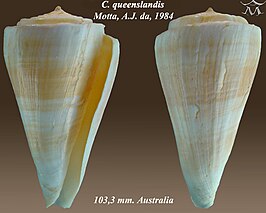 Conus queenslandis