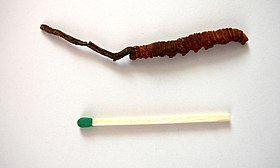 Ophiocordyceps sinensis (esquerda) crescendo da cabeça de uma lagarta morta