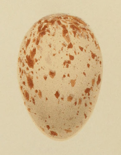 cream-coloured egg with red-brown blotches