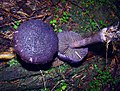 Cortinarius violaceus