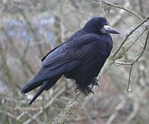 Corbeau freux - Corvus frugilegus.